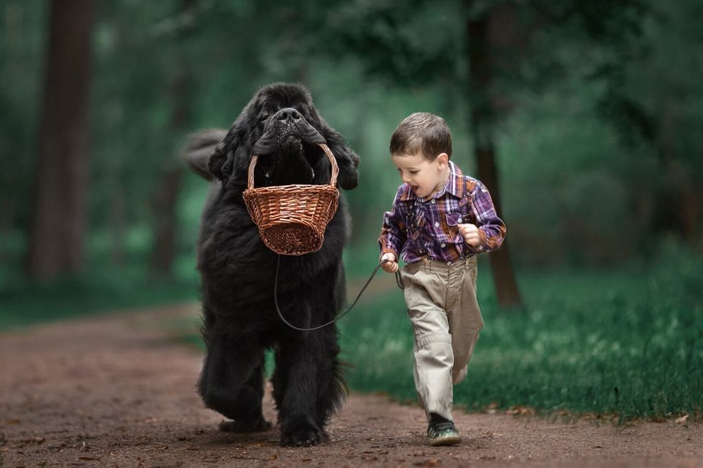 Cani Grandi - Elenco di 36 Razze di Cani grossa taglia