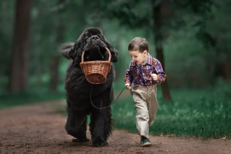 Cani Grandi - Elenco di 36 Razze di Cani grossa taglia