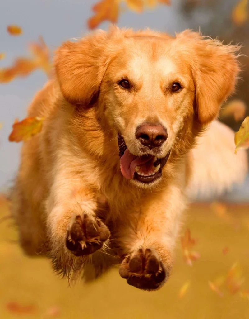 Golden-Retriever 1