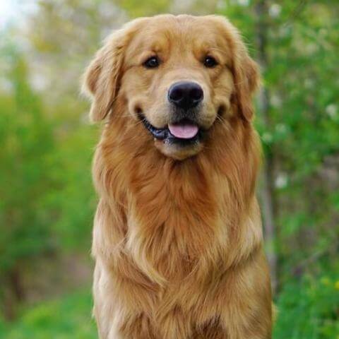 Golden-Retriever 2