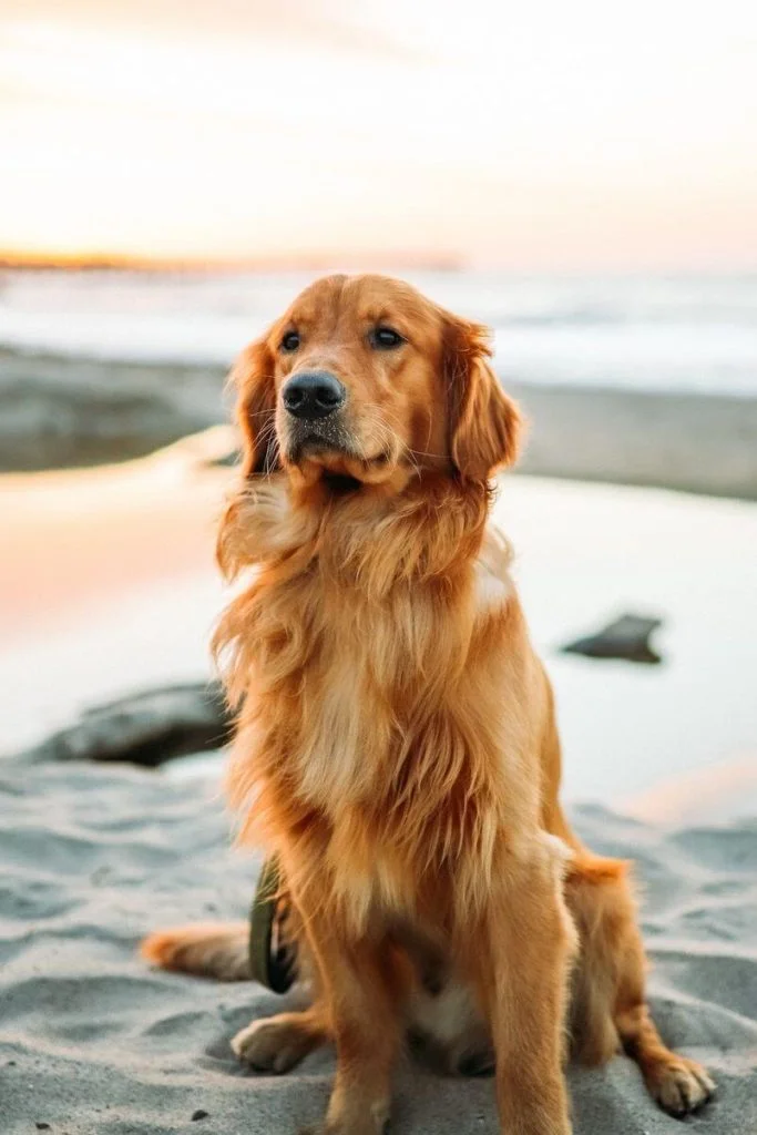 Golden-Retriever 3