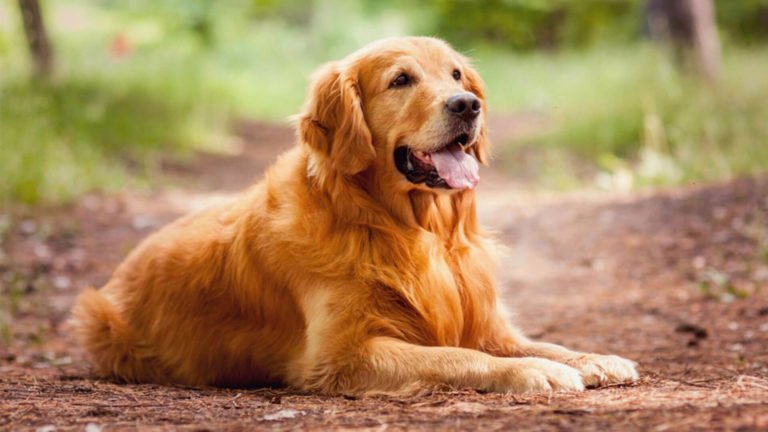 Golden-Retriever