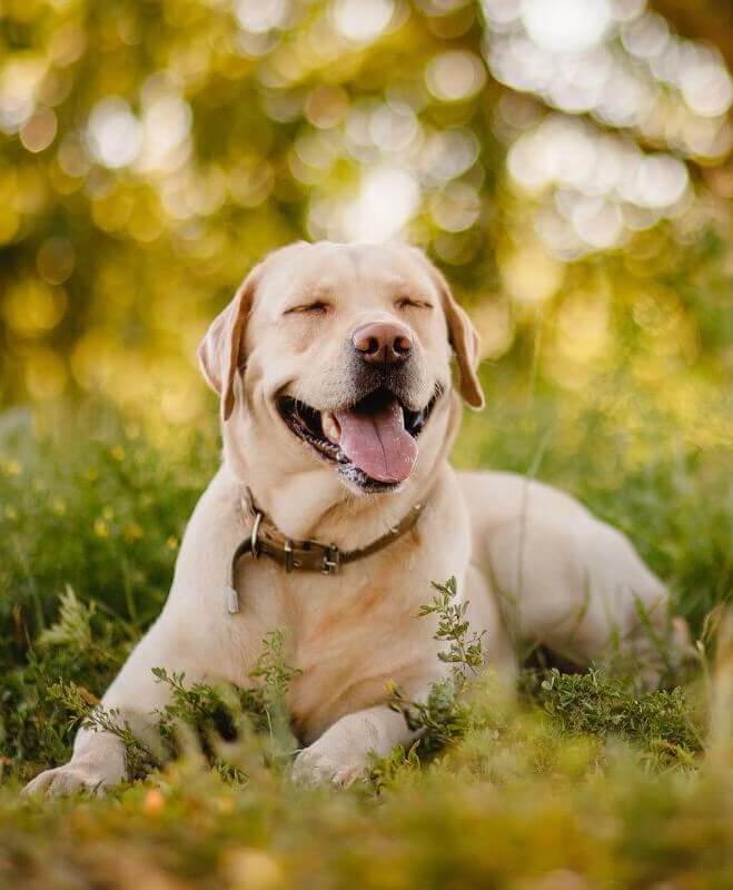 Labrador-Retriever-1