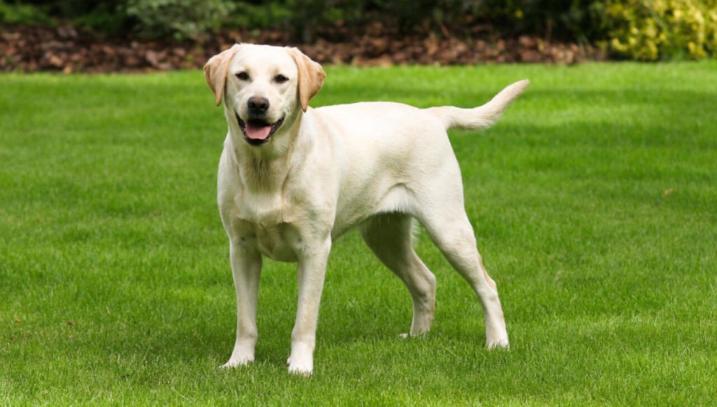 Labrador-Retriever
