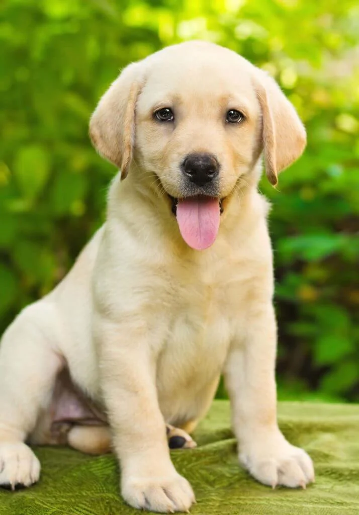 Labrador-Retriever-2