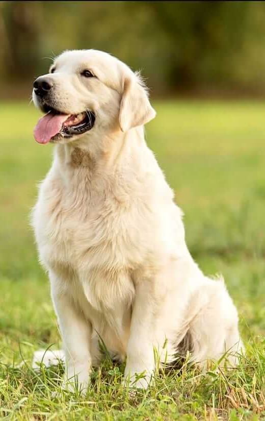 Set 10 Cravatte Per Cani Di Taglia Grande - Accessori Elastici Per Grooming E Feste - Foto 9