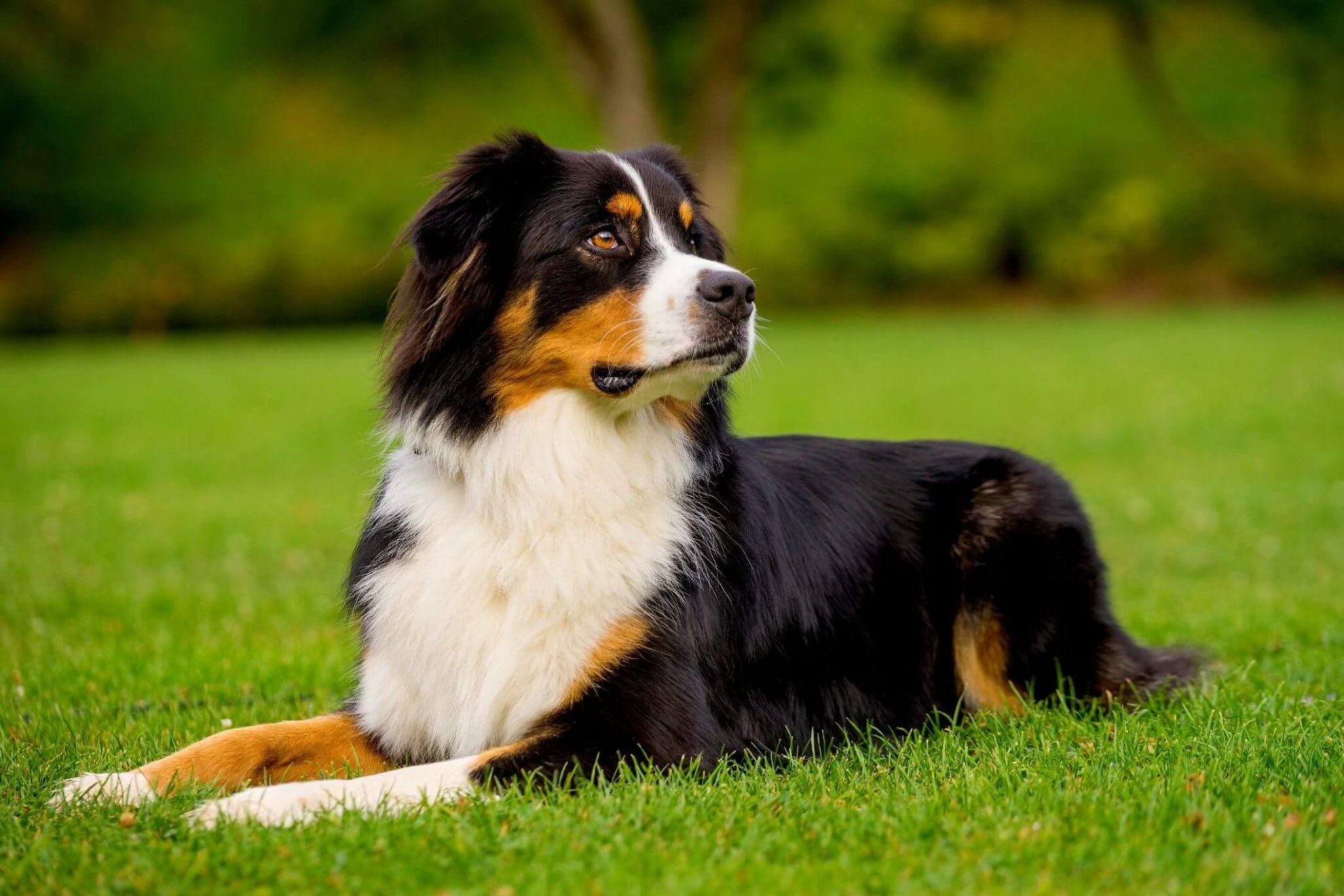 Cani Grandi Elenco di 37 Razze di Cani Grossa taglia > di 15Kg! Cani Grandi Elenco di 37 Razze di Cani Grossa taglia > di 15Kg!