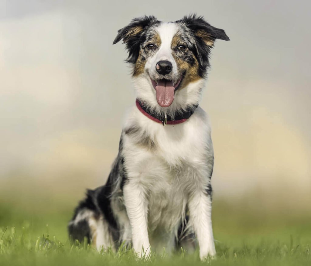 Mantenere la salute del cane da pastore australiano