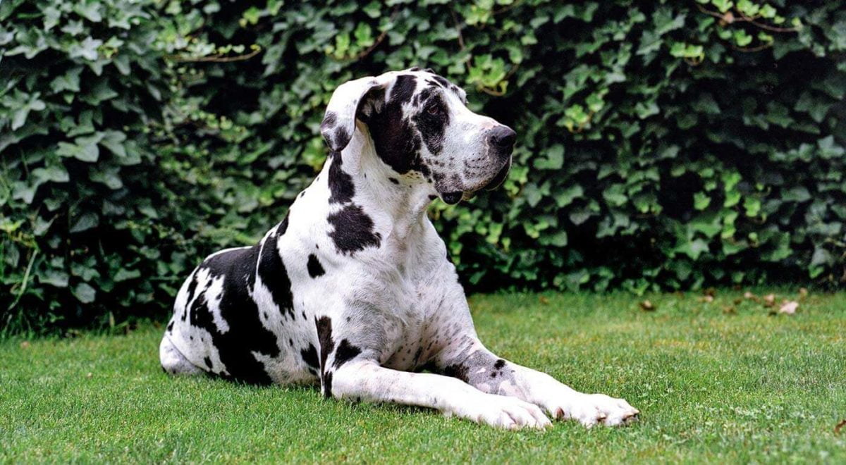 Cani Grandi Elenco di 36 Razze di Cani Grossa taglia > di 15Kg! Cani Grandi Elenco di 36 Razze di Cani Grossa taglia > di 15Kg!