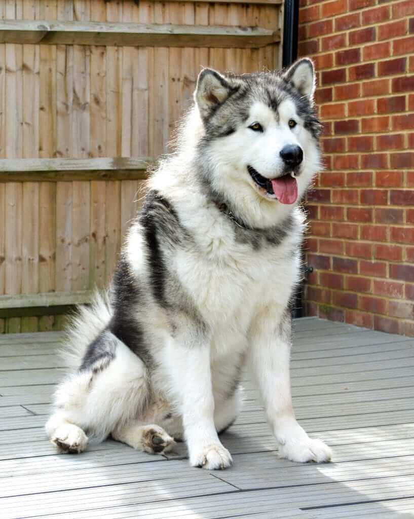 Alaskan-Malamute-1