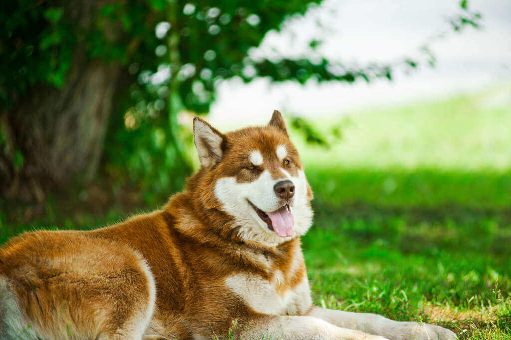 Alaskan-Malamute-2