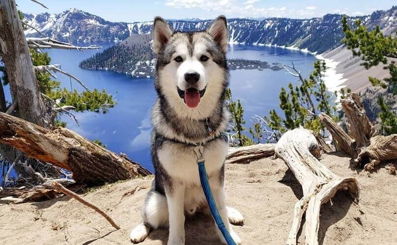 Alaskan-Malamute-3