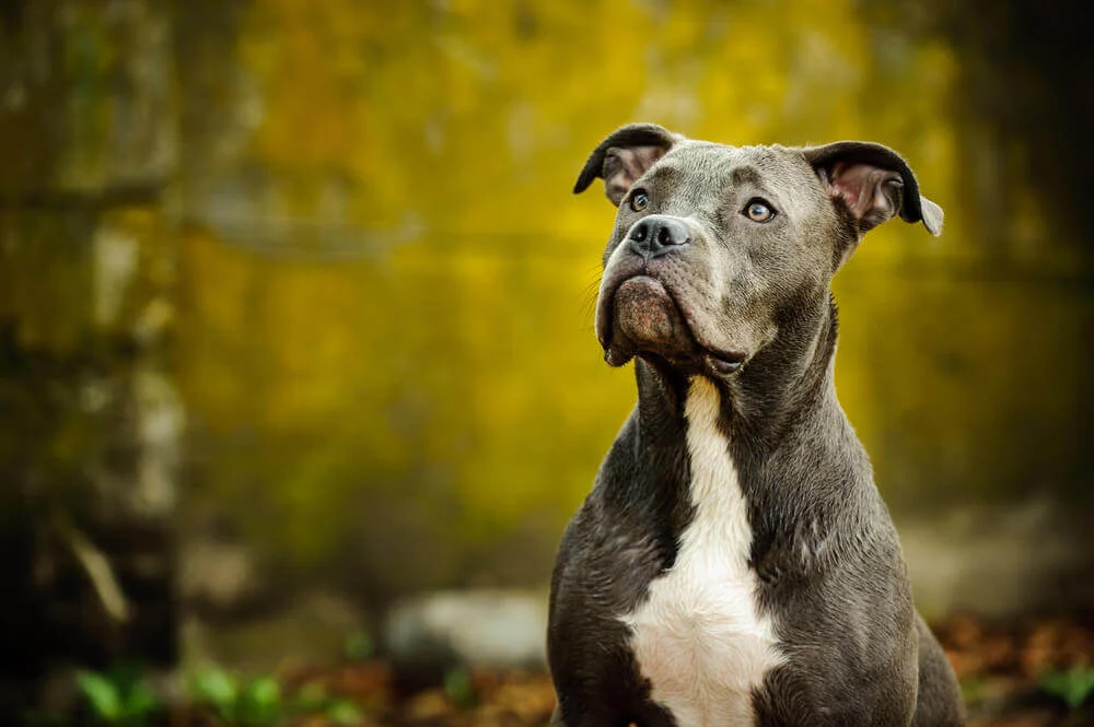 American-Pit-Bull-Terrier-1