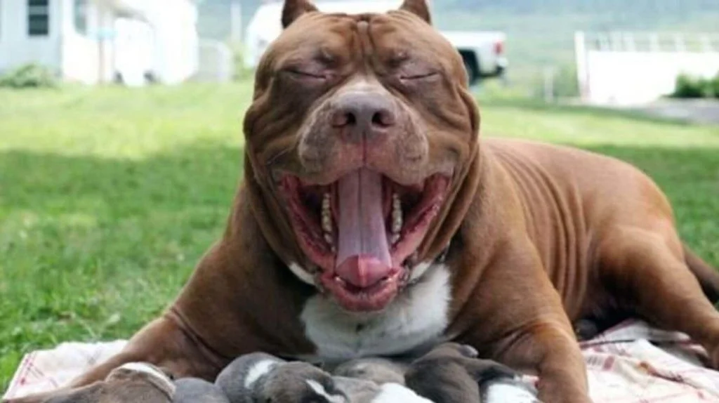 American-Pit-Bull-Terrier-3
