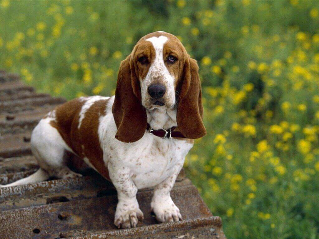 Basset-Hound-1