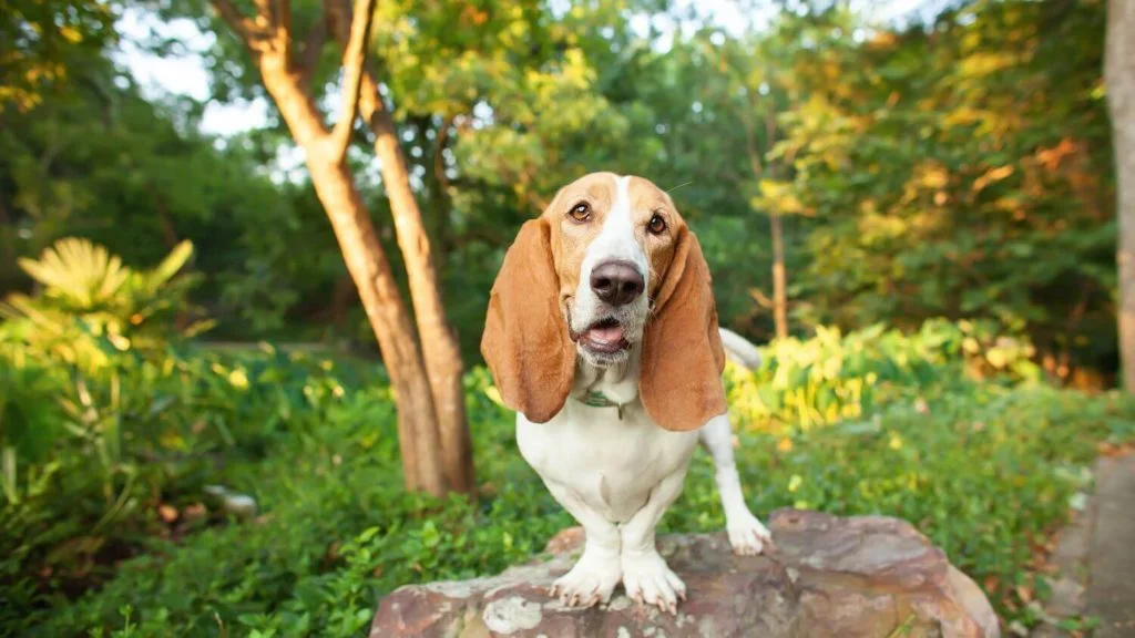 Basset-Hound-3