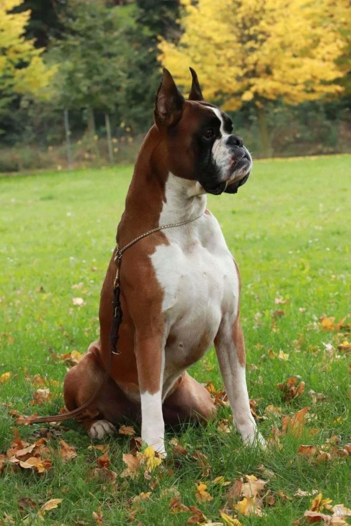 Boxer-1