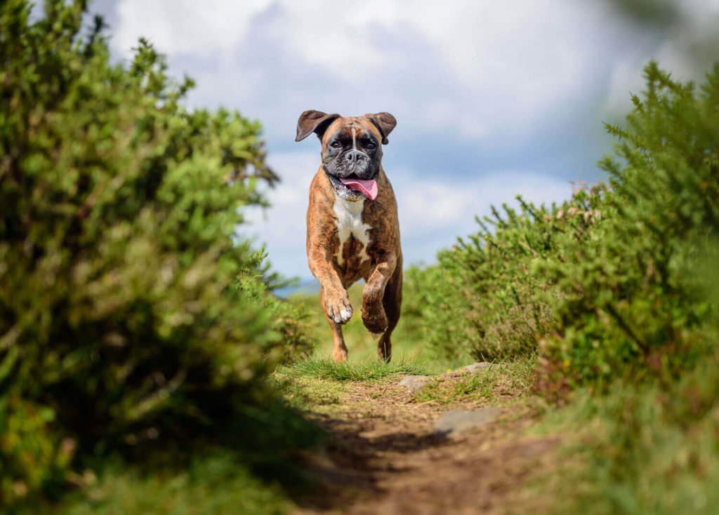 Boxer-2