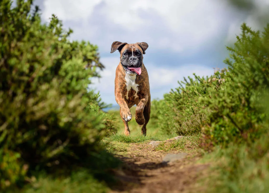 Boxer-2
