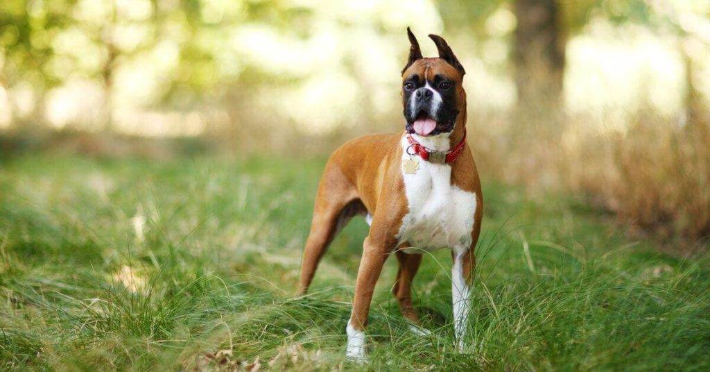 Boxer-3
