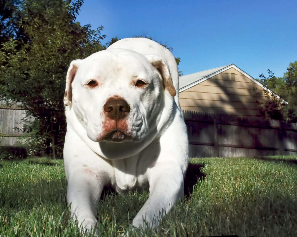Bulldog-americano-1