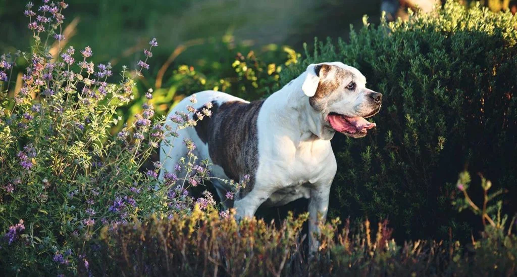 Bulldog-americano-2