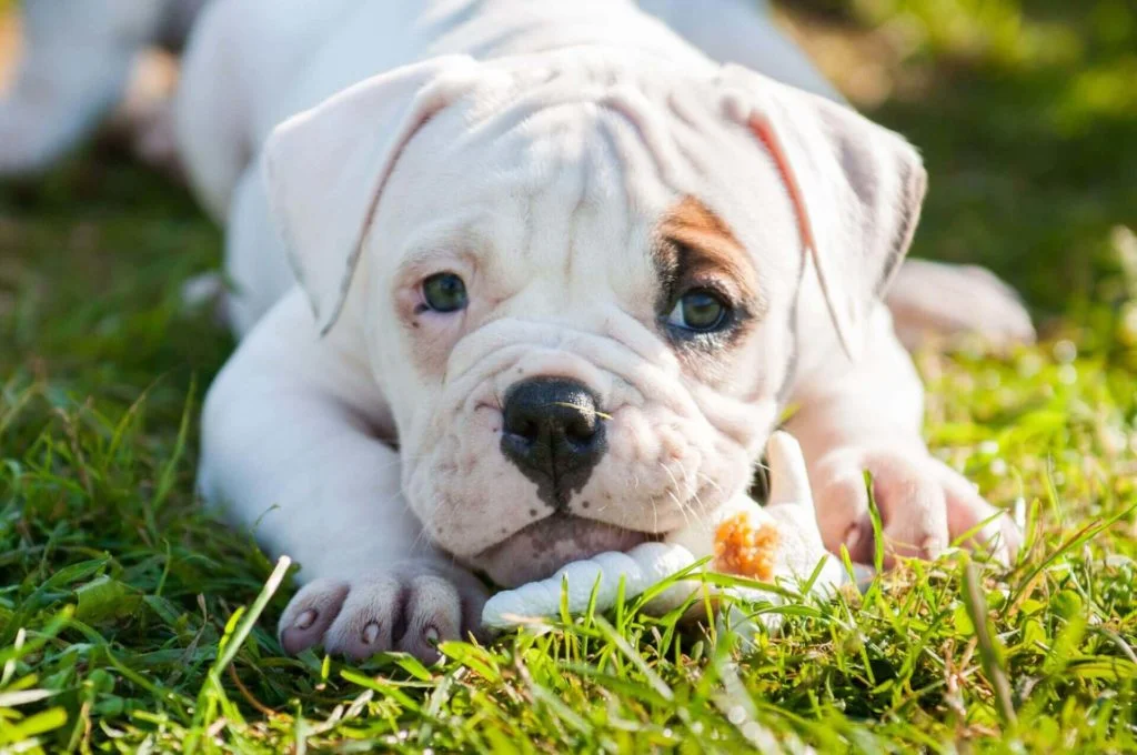 Bulldog-americano-3