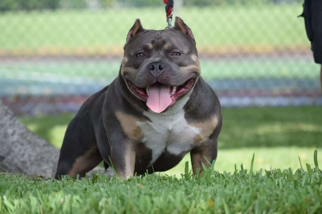 Bullo-Americano-1