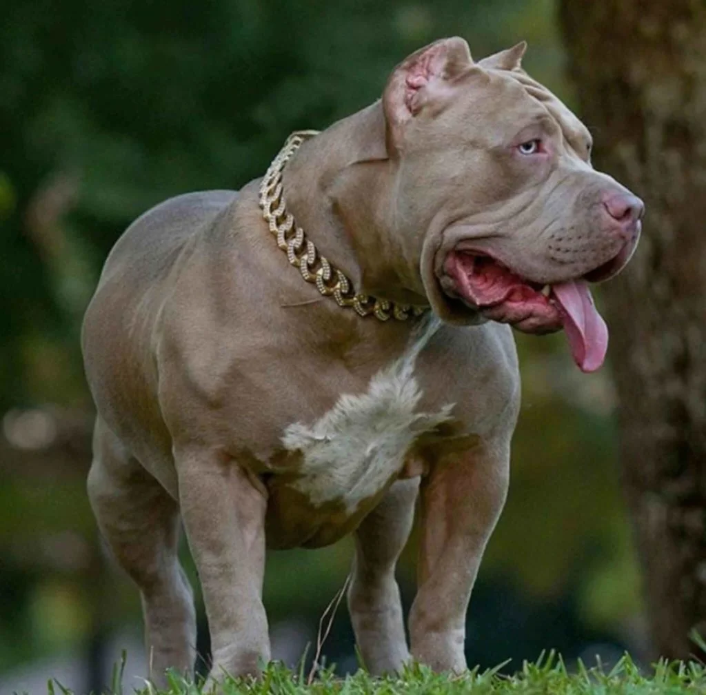 Bullo-Americano-3
