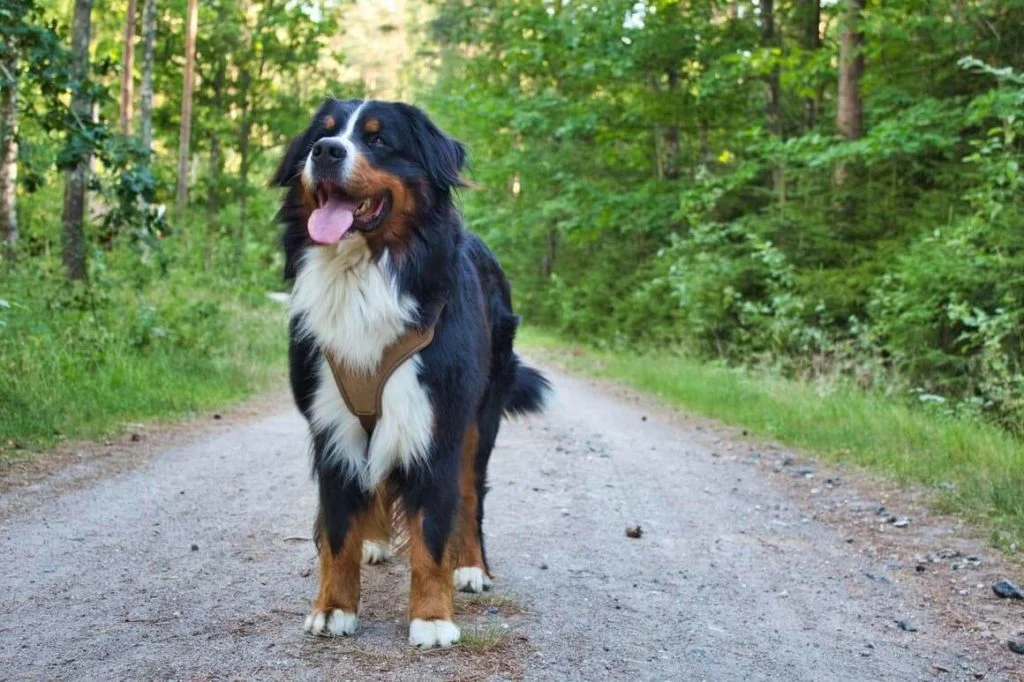 Cane-di-Montagna-Bernese-1