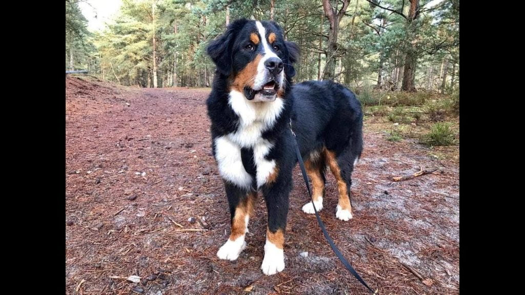 Cane-di-Montagna-Bernese-3