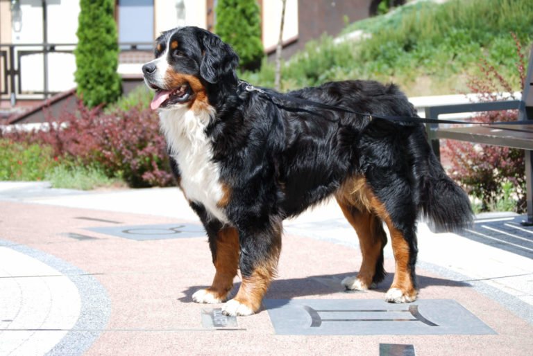 Bovari del Bernese