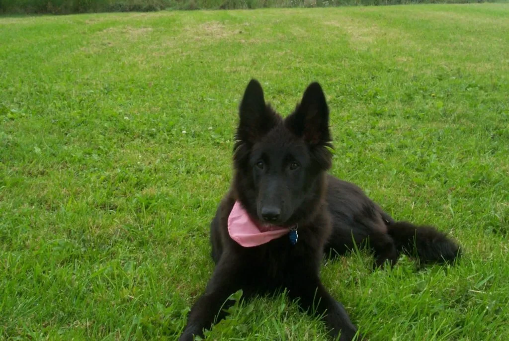 Cane-pastore-belga-1
