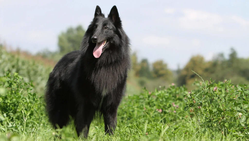 Cane-pastore-belga-3