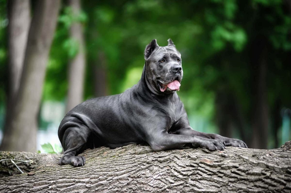 Cani Grandi Elenco di 36 Razze di Cani Grossa taglia > di 15Kg! Cani Grandi Elenco di 36 Razze di Cani Grossa taglia > di 15Kg!