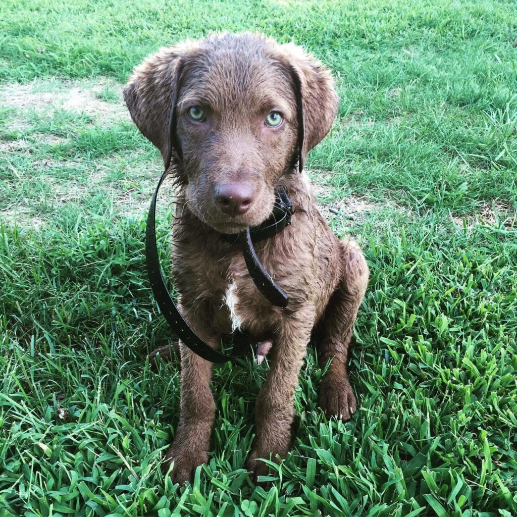 Chesapeake-Bay-Retriever-1