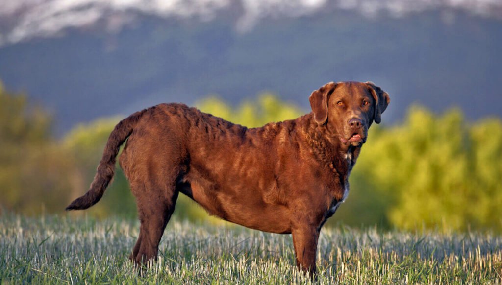 Chesapeake-Bay-Retriever