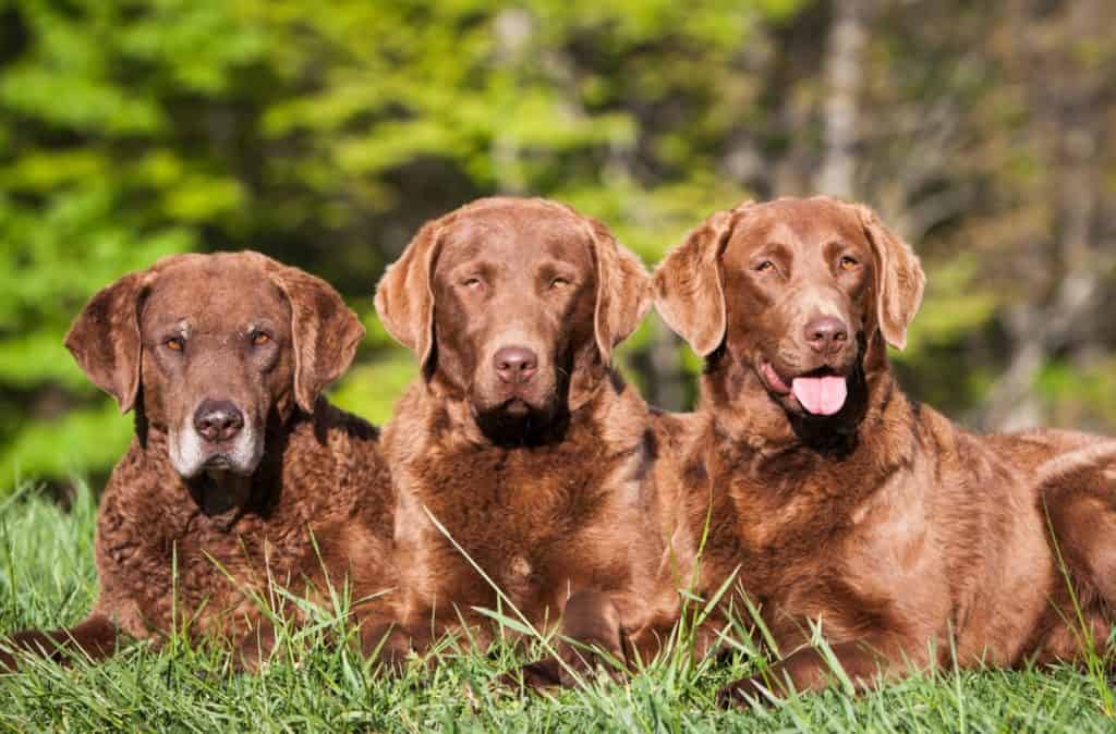 Chesapeake-Bay-Retriever-2