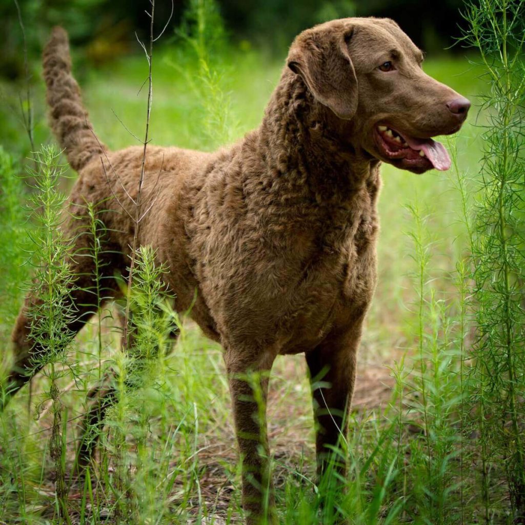 Chesapeake-Bay-Retriever-3