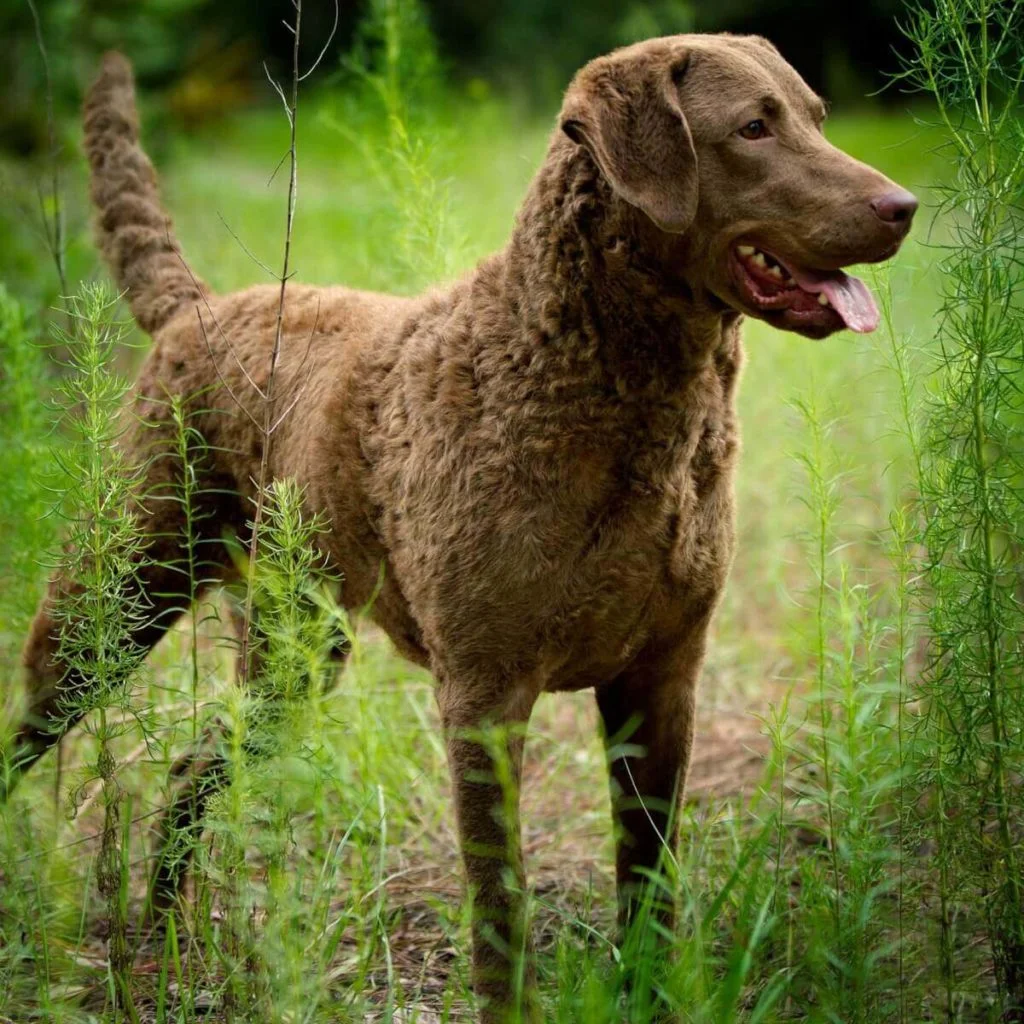Chesapeake-Bay-Retriever-3