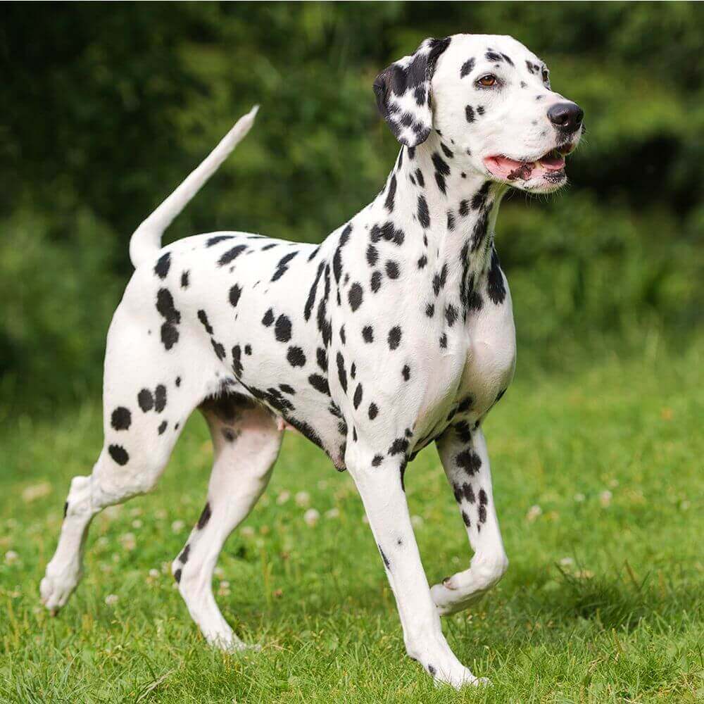 Dalmata-3
