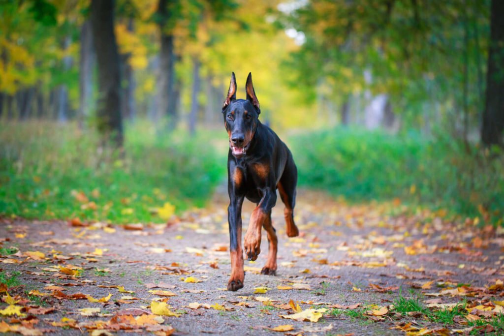 Dobermann-Pinscher-1