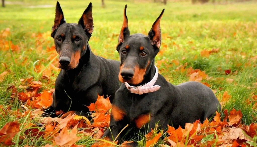 Dobermann-Pinscher-2