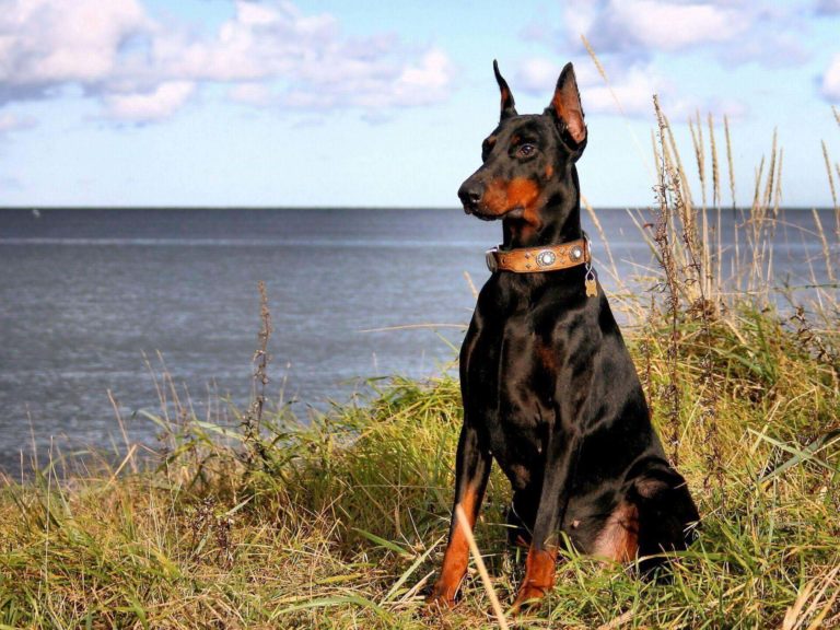 Dobermann-Pinscher