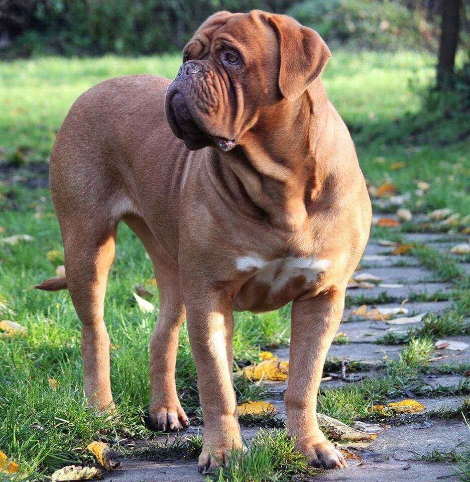 Dogue-de-Bordeaux-1