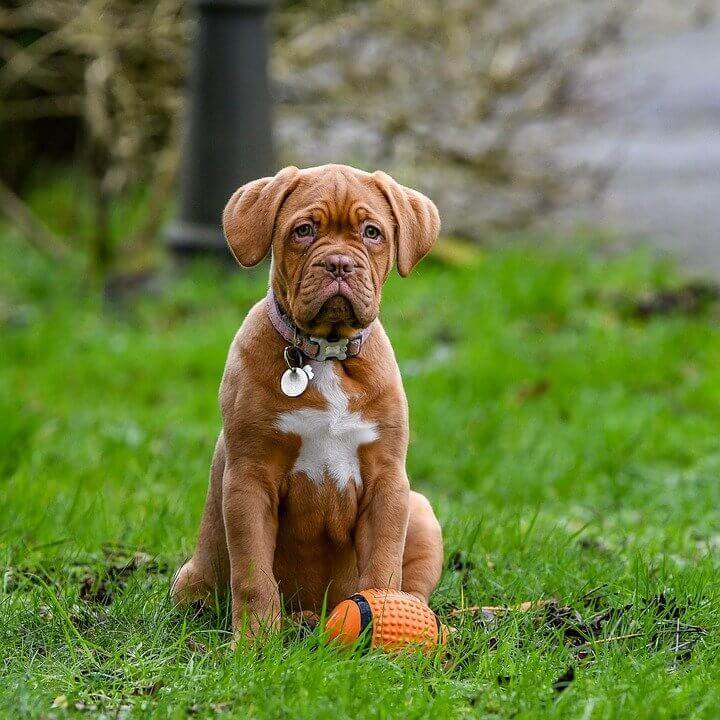 Dogue-de-Bordeaux-2