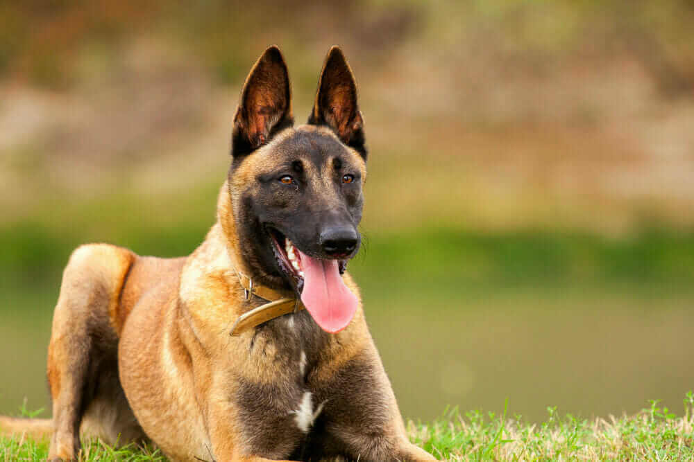 Pastore Belga Malinois