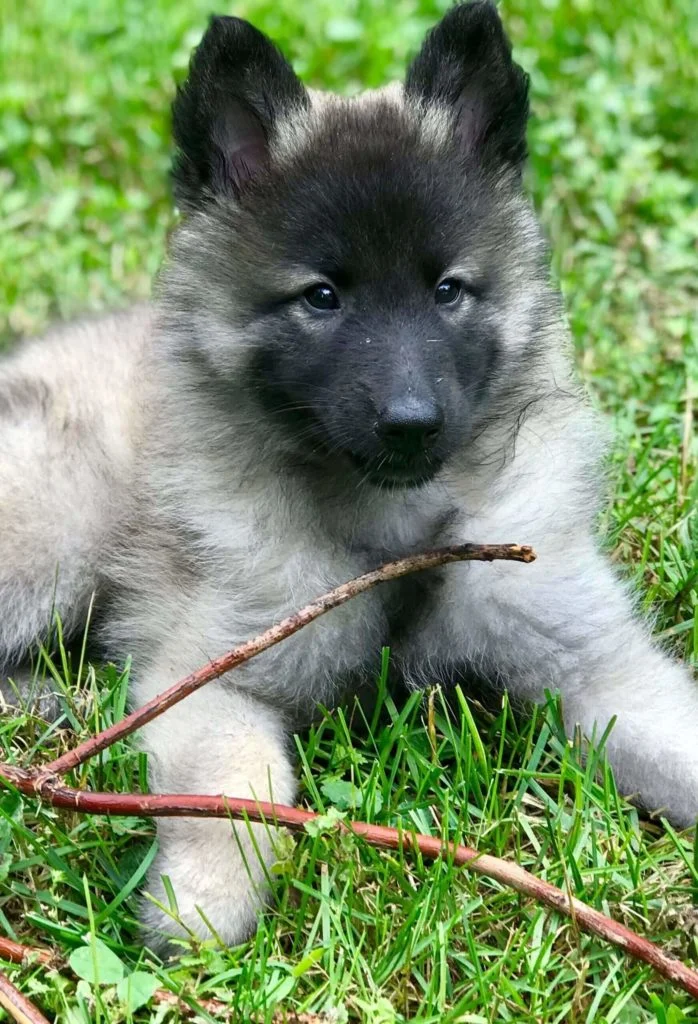 Pastore Belga Malinois