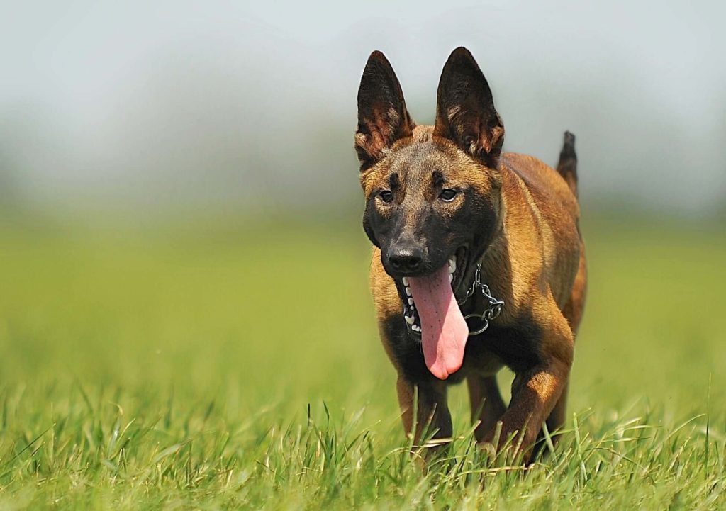 Caratteristiche e temperamento del cane pastore belga Malinois