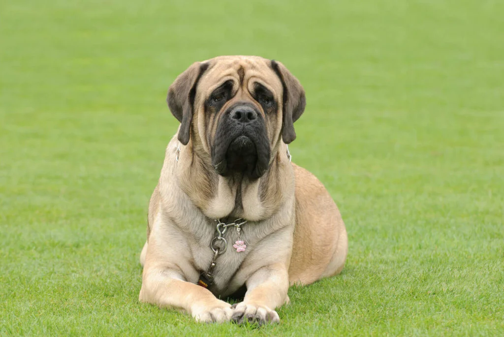 Mastino-Inglese-1